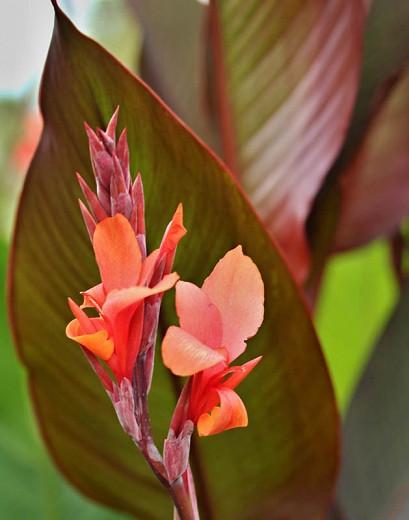 Canna 'Musifolia', Indian Shot 'Musifolia', Cana Lily Musifolia,  Canna Lily bulbs, Canna lilies, Orange Canna Lilies, Giant Canna